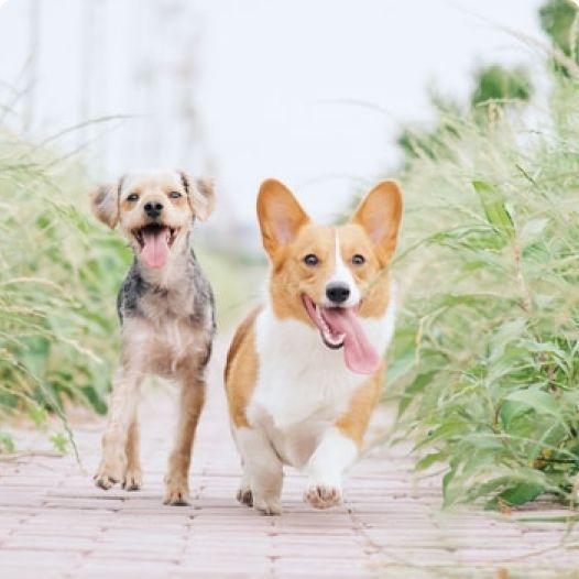 Perros